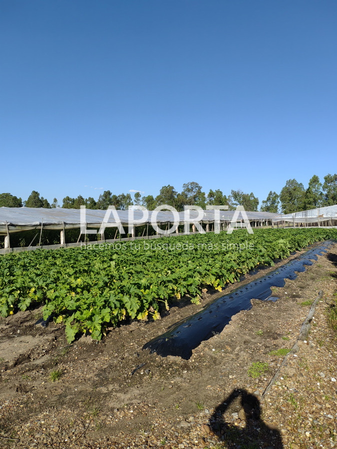 Chacra ID.482/Chacra-en-Zona-Hipódromo:-Oportunidad-para-Comprar-una-Propiedad-Única-en-Producción - Chacra en Zona Hipódromo: Oportunidad para Comprar una Propiedad Única en Producción