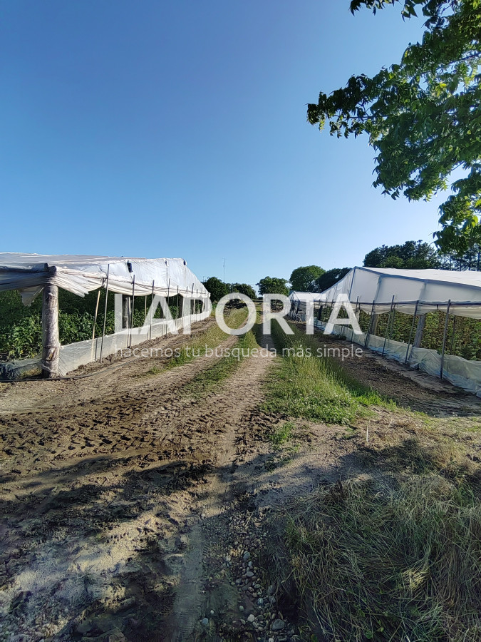 Chacra ID.482/Chacra-en-Zona-Hipódromo:-Oportunidad-para-Comprar-una-Propiedad-Única-en-Producción - Chacra en Zona Hipódromo: Oportunidad para Comprar una Propiedad Única en Producción