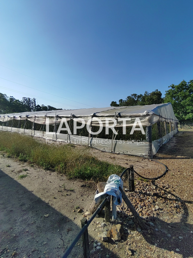 Chacra ID.482/Chacra-en-Zona-Hipódromo:-Oportunidad-para-Comprar-una-Propiedad-Única-en-Producción - Chacra en Zona Hipódromo: Oportunidad para Comprar una Propiedad Única en Producción