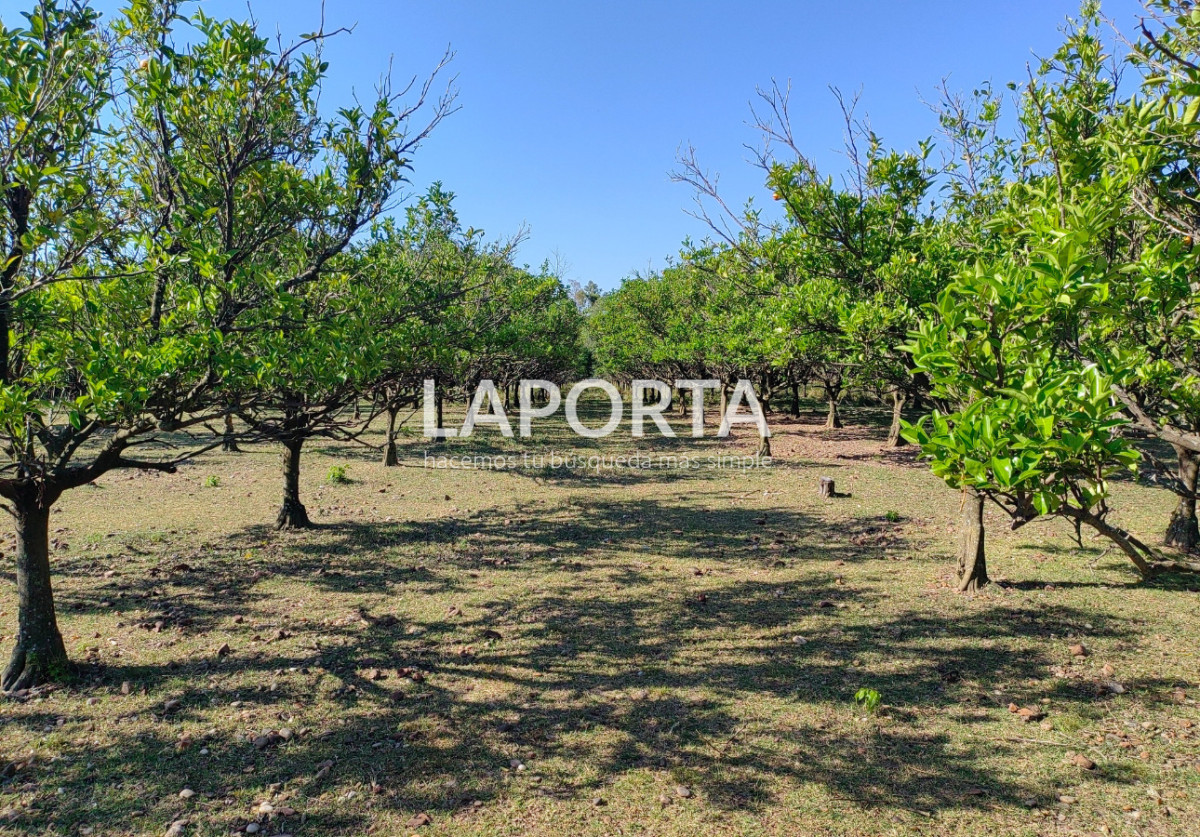Chacra ID.1319/Chacra-en-venta-próxima-al-Hipódromo,-Salto. - Chacra en venta próxima al Hipódromo, Salto.