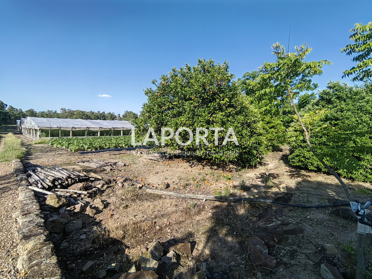 Chacra ID.482/Chacra-en-Zona-Hipódromo:-Oportunidad-para-Comprar-una-Propiedad-Única-en-Producción - Chacra en Zona Hipódromo: Oportunidad para Comprar una Propiedad Única en Producción