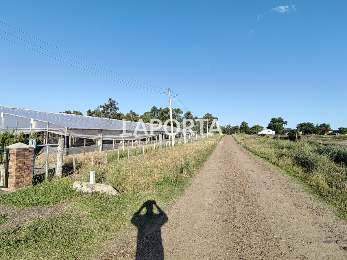 Chacra ID.482/Chacra-en-Zona-Hipódromo:-Oportunidad-para-Comprar-una-Propiedad-Única-en-Producción - Chacra en Zona Hipódromo: Oportunidad para Comprar una Propiedad Única en Producción