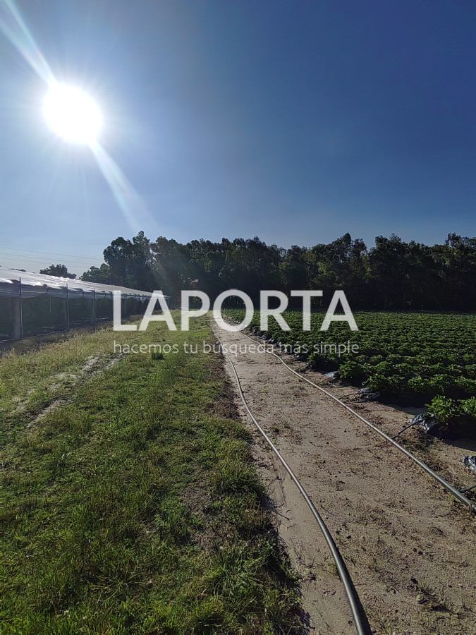 Chacra ID.482/Chacra-en-Zona-Hipódromo:-Oportunidad-para-Comprar-una-Propiedad-Única-en-Producción - Chacra en Zona Hipódromo: Oportunidad para Comprar una Propiedad Única en Producción