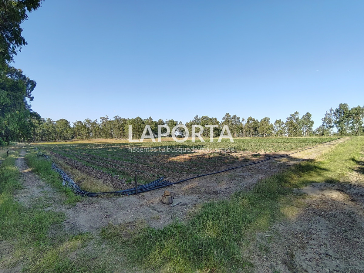 Chacra ID.482/Chacra-en-Zona-Hipódromo:-Oportunidad-para-Comprar-una-Propiedad-Única-en-Producción - Chacra en Zona Hipódromo: Oportunidad para Comprar una Propiedad Única en Producción