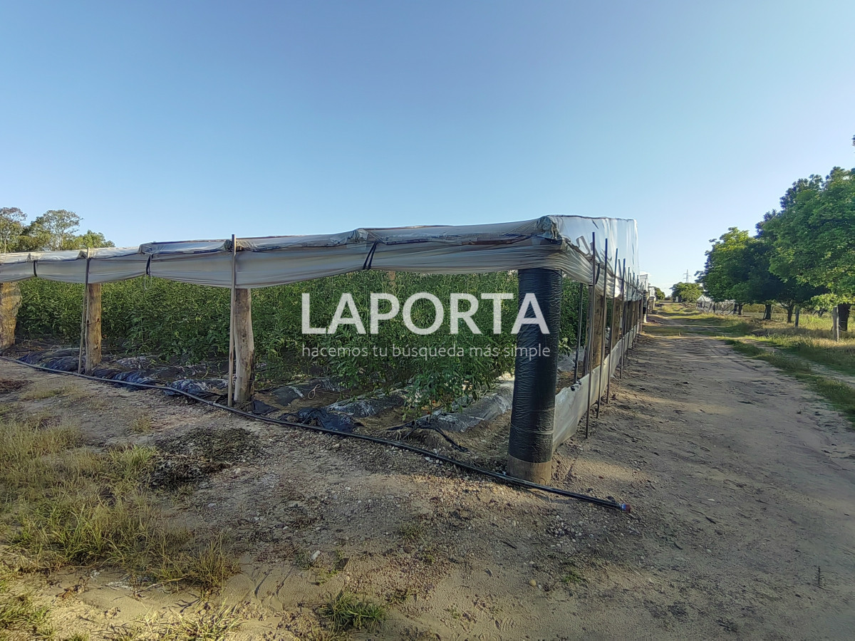 Chacra ID.482/Chacra-en-Zona-Hipódromo:-Oportunidad-para-Comprar-una-Propiedad-Única-en-Producción - Chacra en Zona Hipódromo: Oportunidad para Comprar una Propiedad Única en Producción