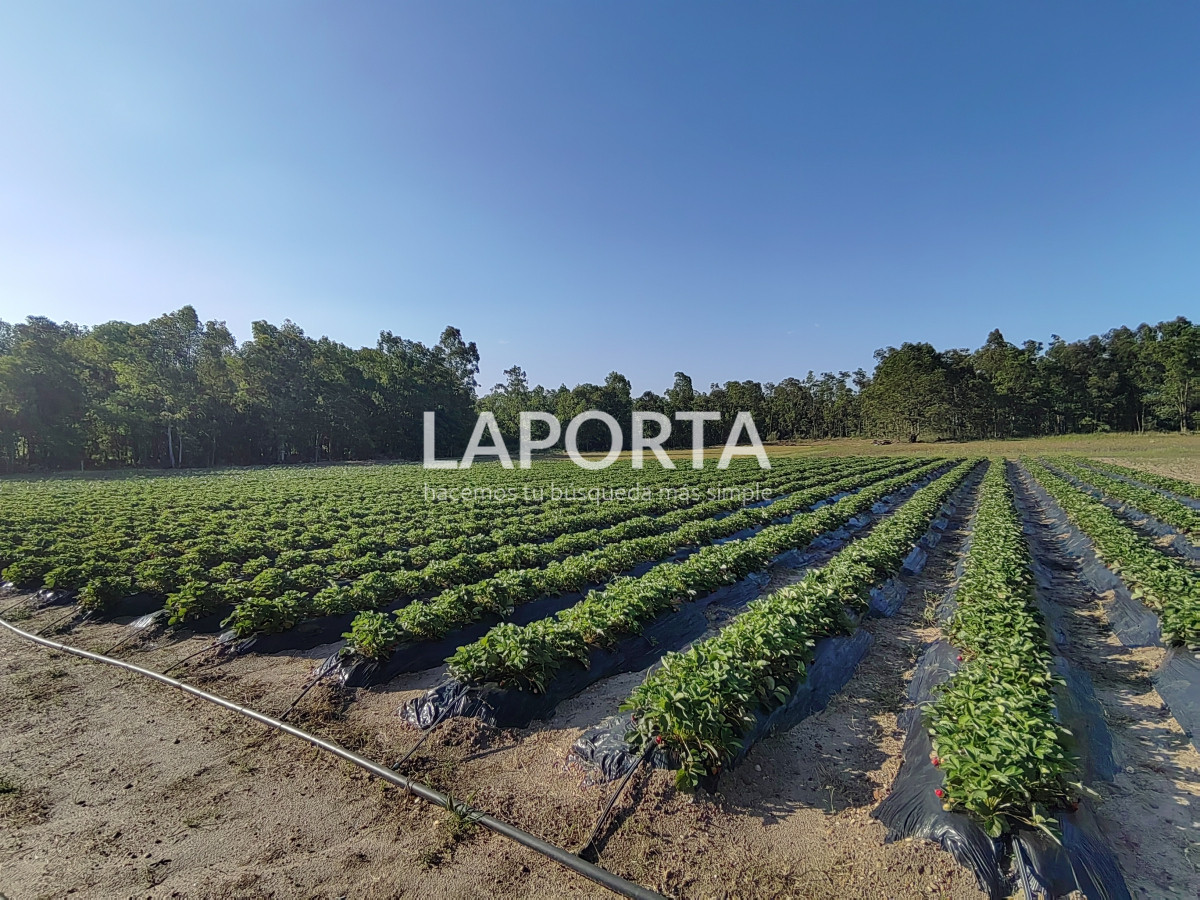 Chacra ID.482/Chacra-en-Zona-Hipódromo:-Oportunidad-para-Comprar-una-Propiedad-Única-en-Producción - Chacra en Zona Hipódromo: Oportunidad para Comprar una Propiedad Única en Producción