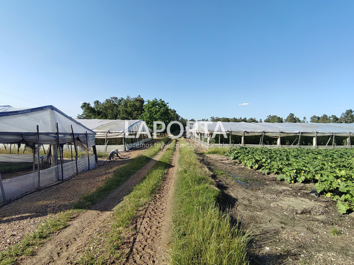 Chacra ID.482/Chacra-en-Zona-Hipódromo:-Oportunidad-para-Comprar-una-Propiedad-Única-en-Producción - Chacra en Zona Hipódromo: Oportunidad para Comprar una Propiedad Única en Producción