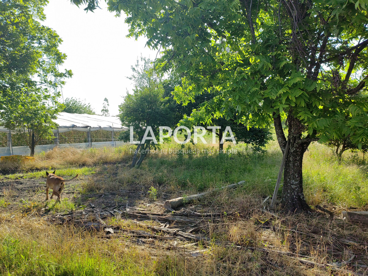 Chacra ID.482/Chacra-en-Zona-Hipódromo:-Oportunidad-para-Comprar-una-Propiedad-Única-en-Producción - Chacra en Zona Hipódromo: Oportunidad para Comprar una Propiedad Única en Producción