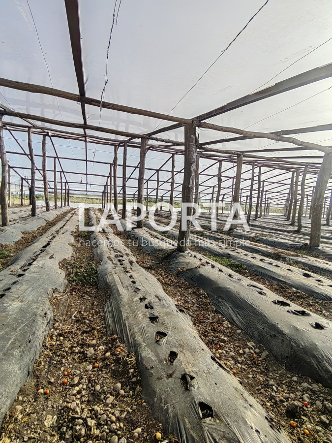 Chacra ID.482/Chacra-en-Zona-Hipódromo:-Oportunidad-para-Comprar-una-Propiedad-Única-en-Producción - Chacra en Zona Hipódromo: Oportunidad para Comprar una Propiedad Única en Producción