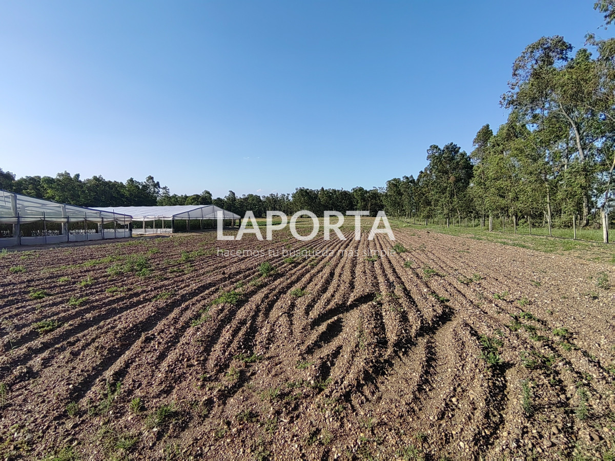 Chacra ID.482/Chacra-en-Zona-Hipódromo:-Oportunidad-para-Comprar-una-Propiedad-Única-en-Producción - Chacra en Zona Hipódromo: Oportunidad para Comprar una Propiedad Única en Producción