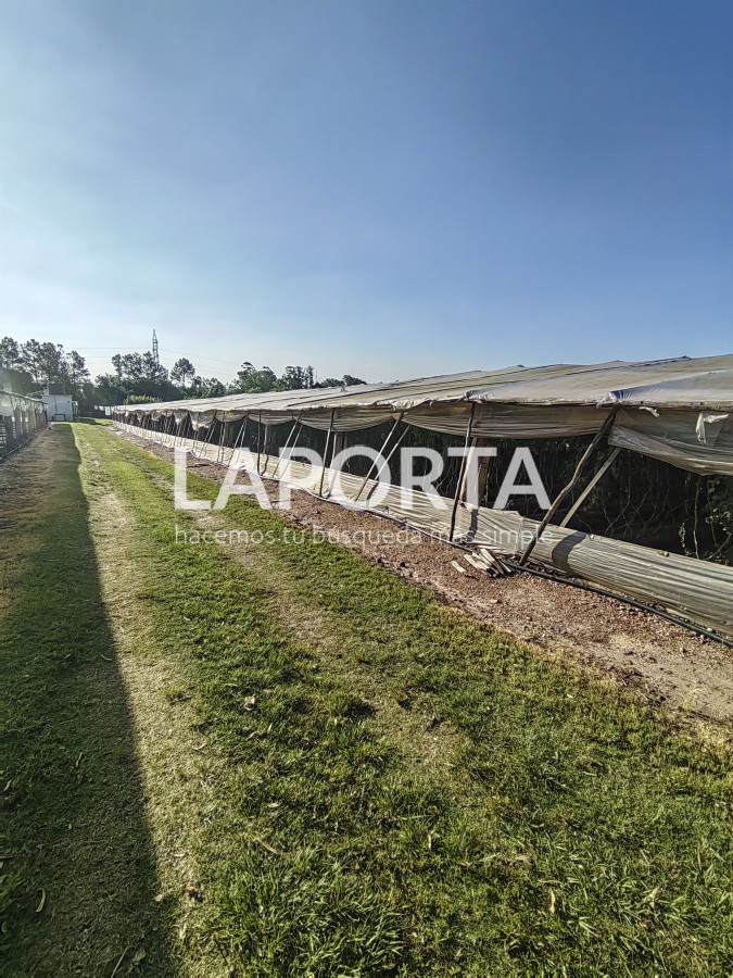 Chacra ID.482/Chacra-en-Zona-Hipódromo:-Oportunidad-para-Comprar-una-Propiedad-Única-en-Producción - Chacra en Zona Hipódromo: Oportunidad para Comprar una Propiedad Única en Producción