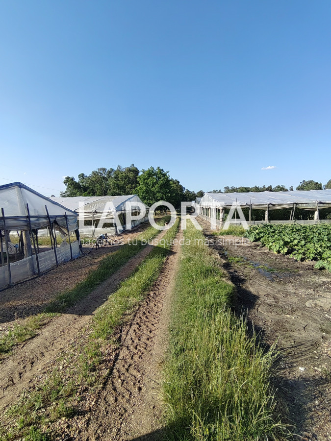 Chacra ID.482/Chacra-en-Zona-Hipódromo:-Oportunidad-para-Comprar-una-Propiedad-Única-en-Producción - Chacra en Zona Hipódromo: Oportunidad para Comprar una Propiedad Única en Producción