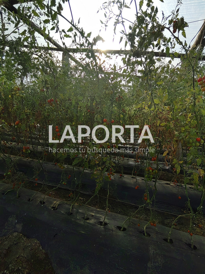 Chacra ID.482/Chacra-en-Zona-Hipódromo:-Oportunidad-para-Comprar-una-Propiedad-Única-en-Producción - Chacra en Zona Hipódromo: Oportunidad para Comprar una Propiedad Única en Producción