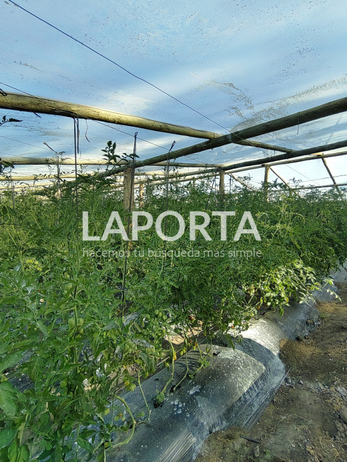 Chacra ID.482/Chacra-en-Zona-Hipódromo:-Oportunidad-para-Comprar-una-Propiedad-Única-en-Producción - Chacra en Zona Hipódromo: Oportunidad para Comprar una Propiedad Única en Producción