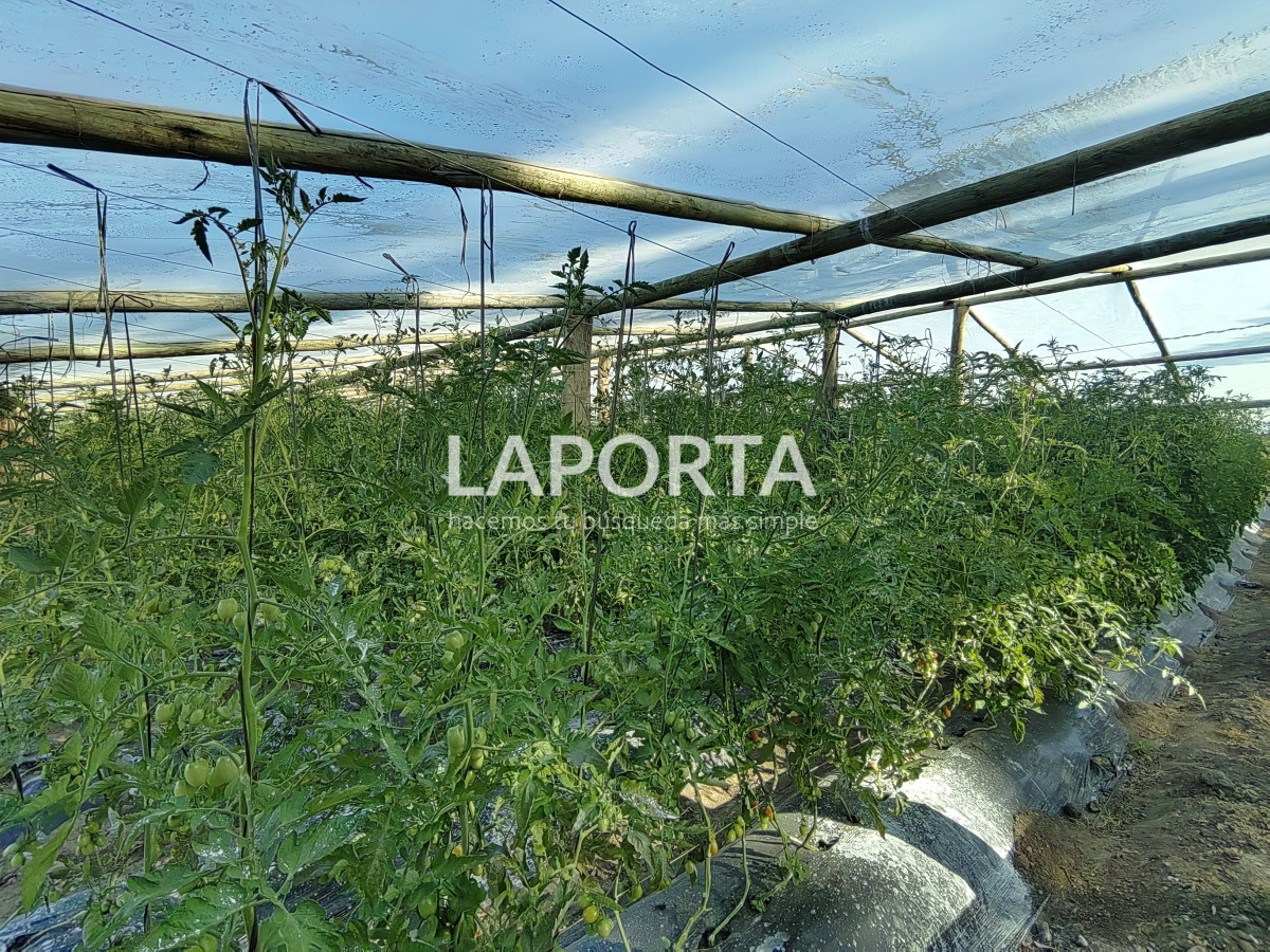 Chacra ID.482/Chacra-en-Zona-Hipódromo:-Oportunidad-para-Comprar-una-Propiedad-Única-en-Producción - Chacra en Zona Hipódromo: Oportunidad para Comprar una Propiedad Única en Producción