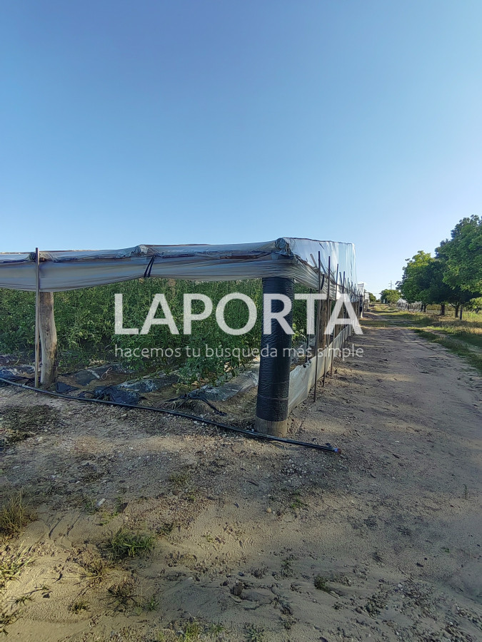 Chacra ID.482/Chacra-en-Zona-Hipódromo:-Oportunidad-para-Comprar-una-Propiedad-Única-en-Producción - Chacra en Zona Hipódromo: Oportunidad para Comprar una Propiedad Única en Producción