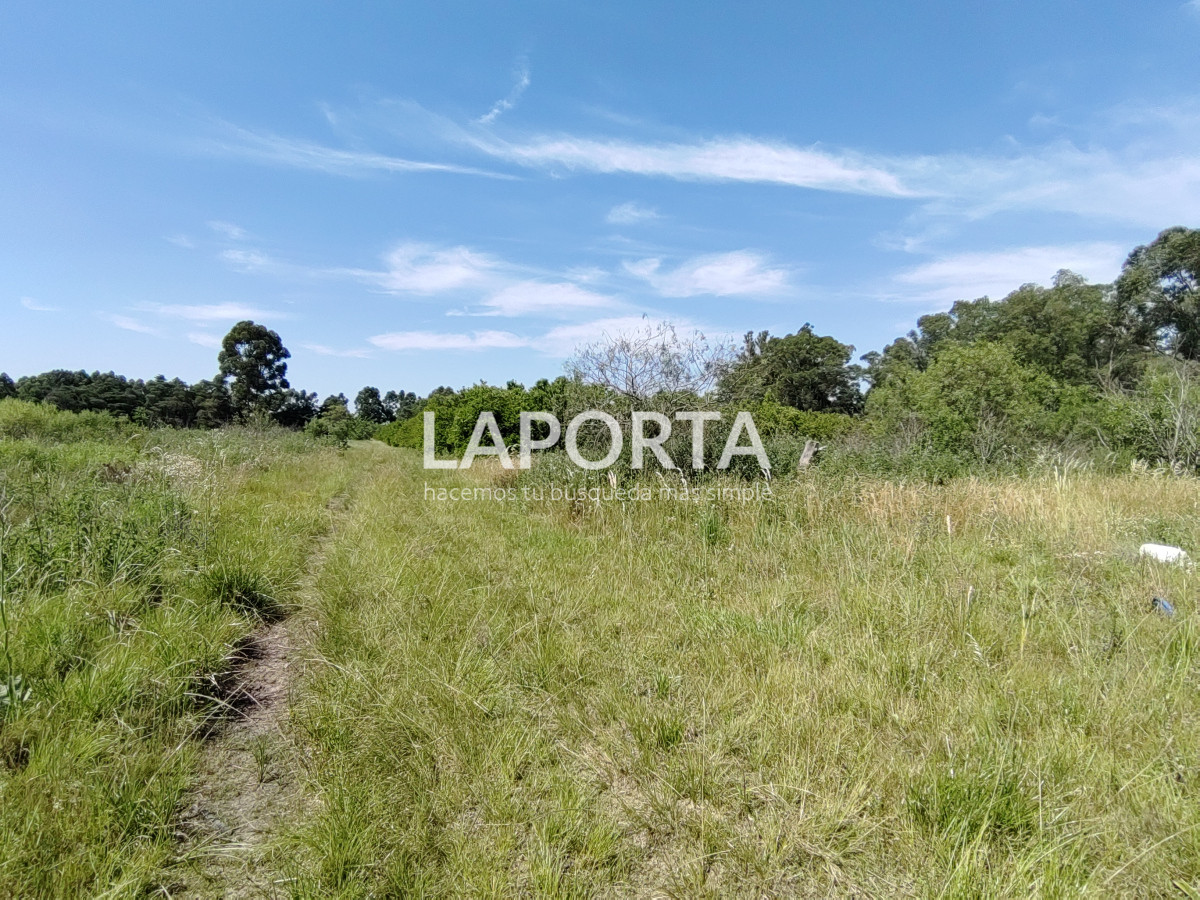 Chacra ID.490/Chacra-en-Venta-en-Salto - Chacra en Venta en Salto