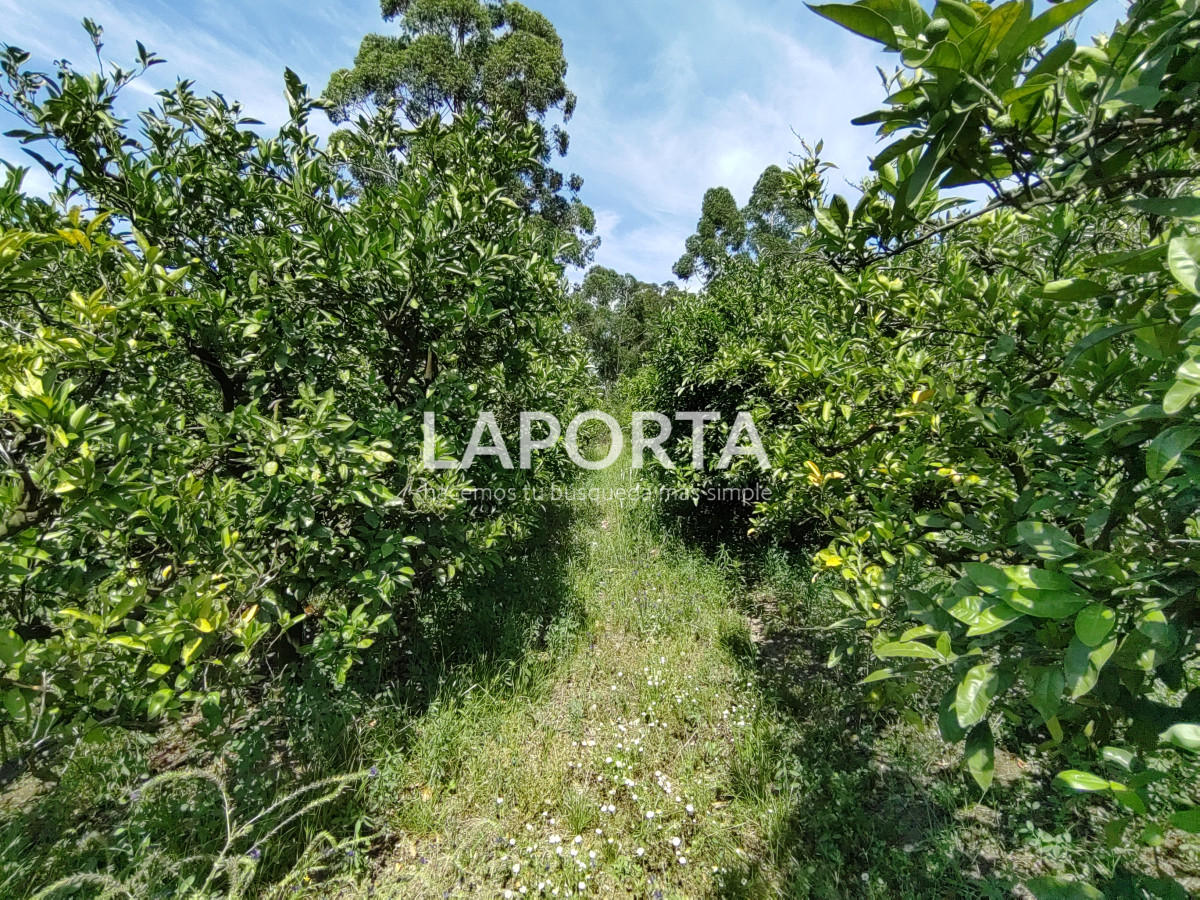 Chacra ID.490/Chacra-en-Venta-en-Salto - Chacra en Venta en Salto