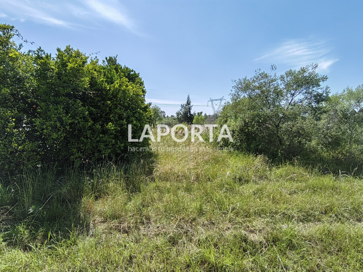 Chacra ID.490/Chacra-en-Venta-en-Salto - Chacra en Venta en Salto