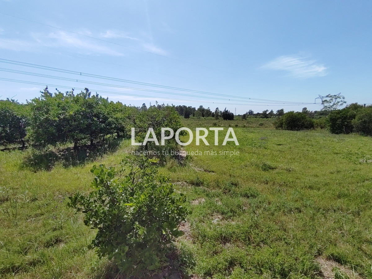 Chacra ID.490/Chacra-en-Venta-en-Salto - Chacra en Venta en Salto