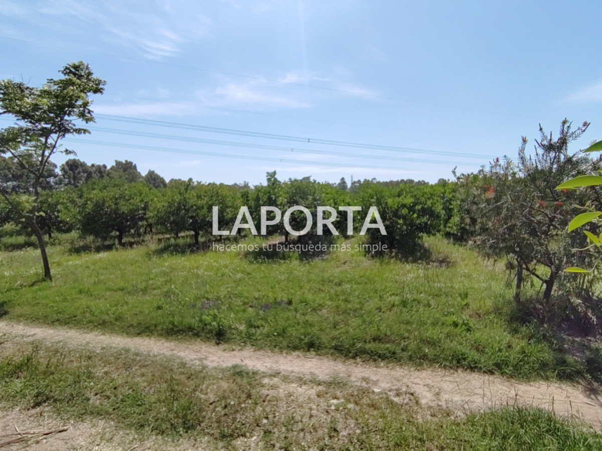 Chacra ID.490/Chacra-en-Venta-en-Salto - Chacra en Venta en Salto