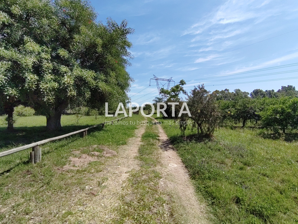 Chacra ID.490/Chacra-en-Venta-en-Salto - Chacra en Venta en Salto