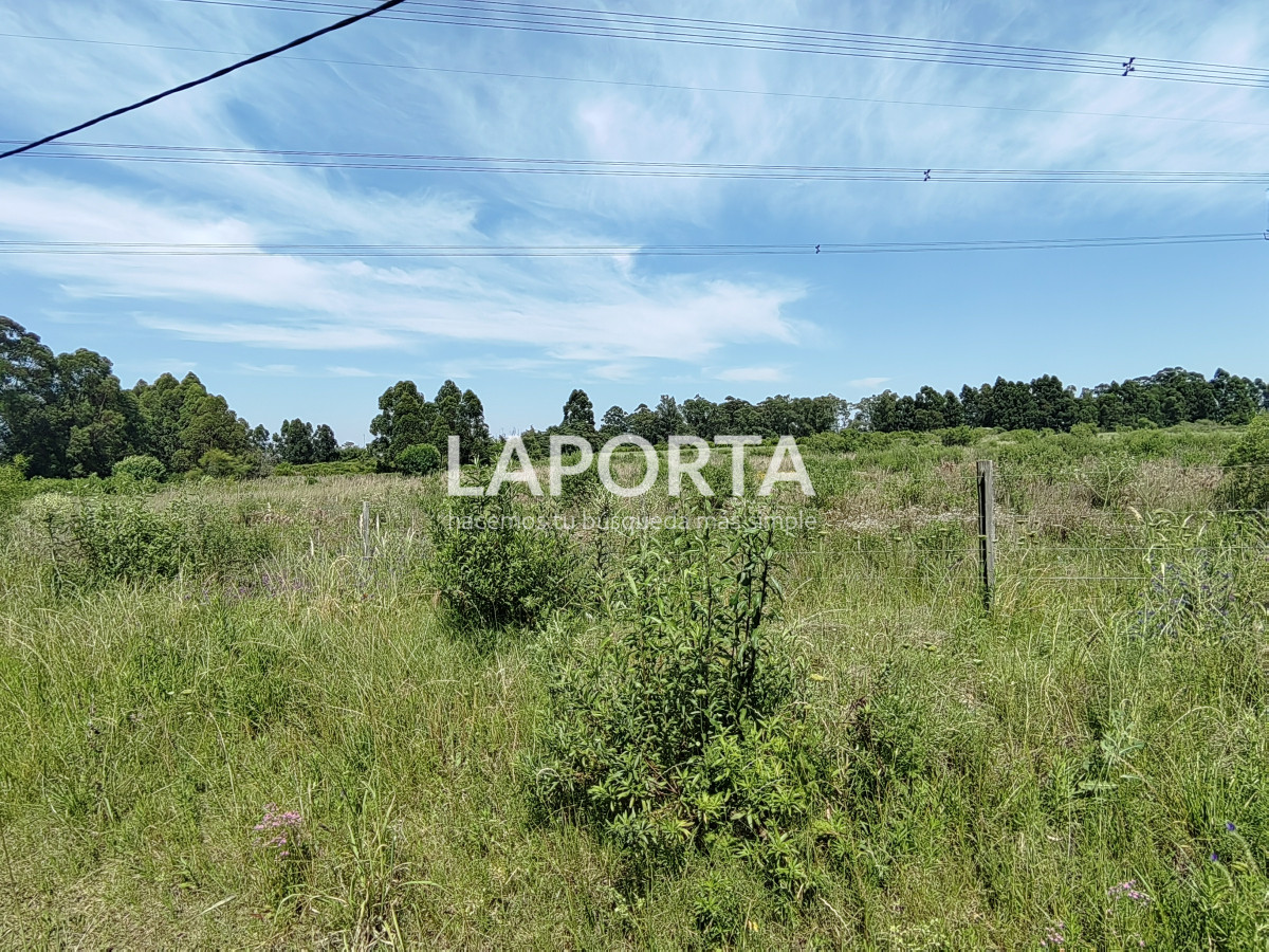 Chacra ID.490/Chacra-en-Venta-en-Salto - Chacra en Venta en Salto