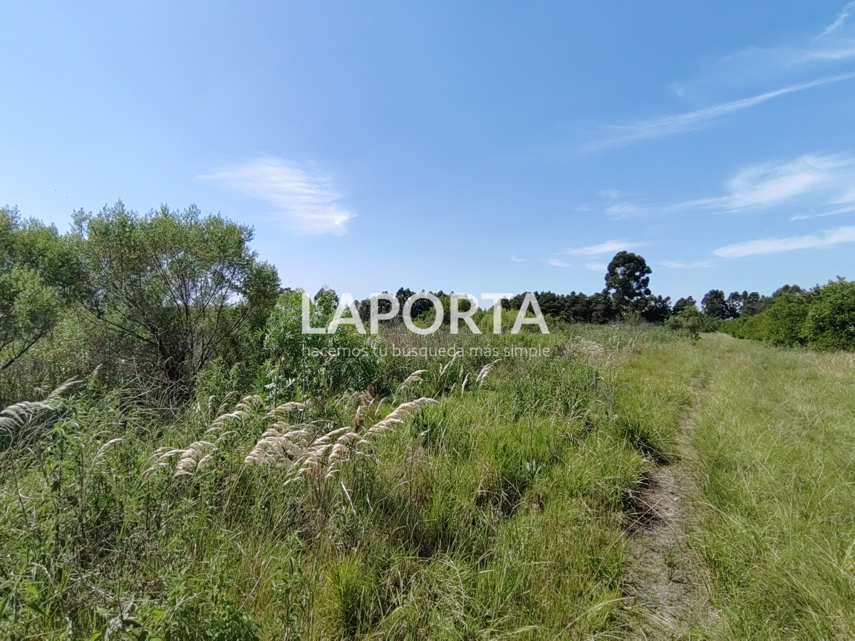 Chacra ID.490/Chacra-en-Venta-en-Salto - Chacra en Venta en Salto