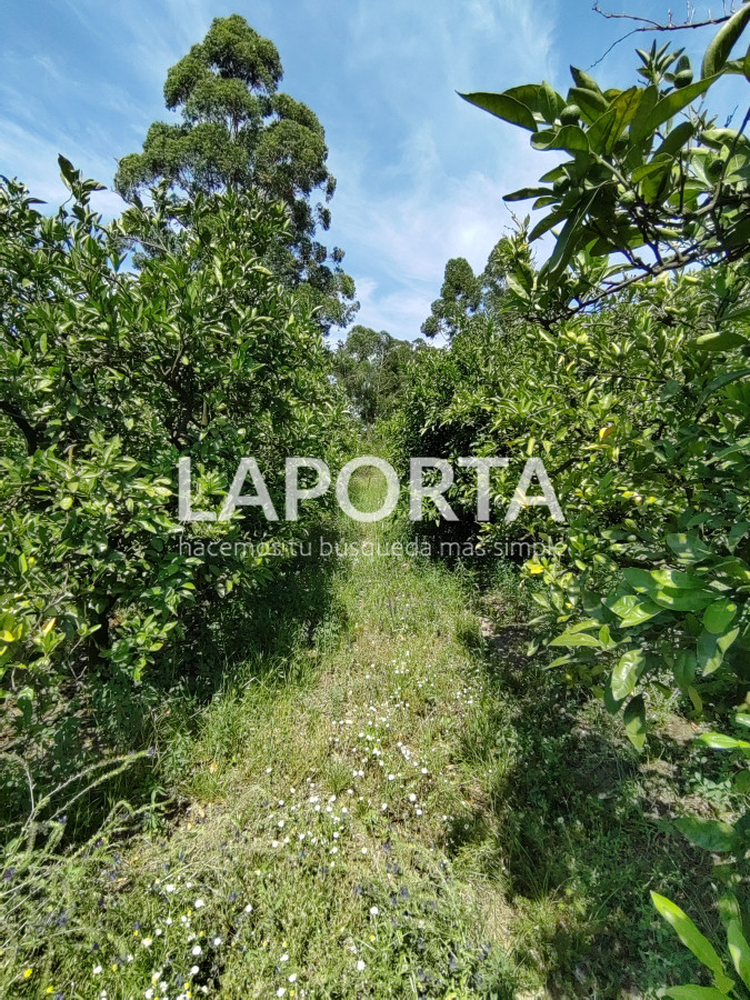 Chacra ID.490/Chacra-en-Venta-en-Salto - Chacra en Venta en Salto