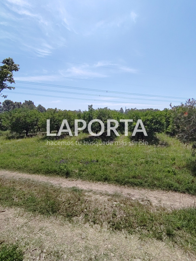 Chacra ID.490/Chacra-en-Venta-en-Salto - Chacra en Venta en Salto