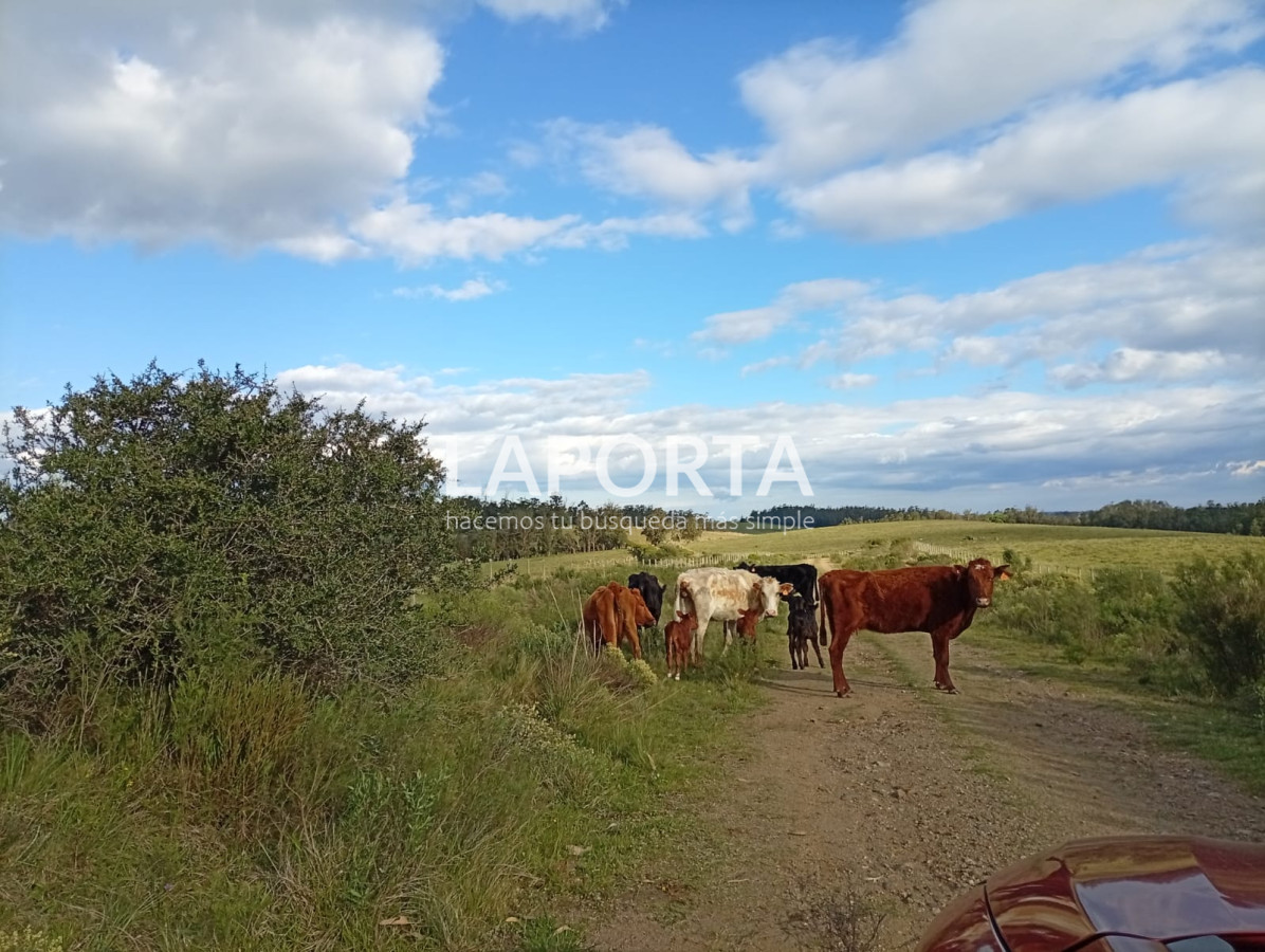 Campo Ref.647/Campo-ganadero-en-Rocha:-¡Inversión-exclusiva-cerca-de-Pueblo-Garzón! - Campo ganadero en Rocha: ¡Inversión exclusiva cerca de Pueblo Garzón!