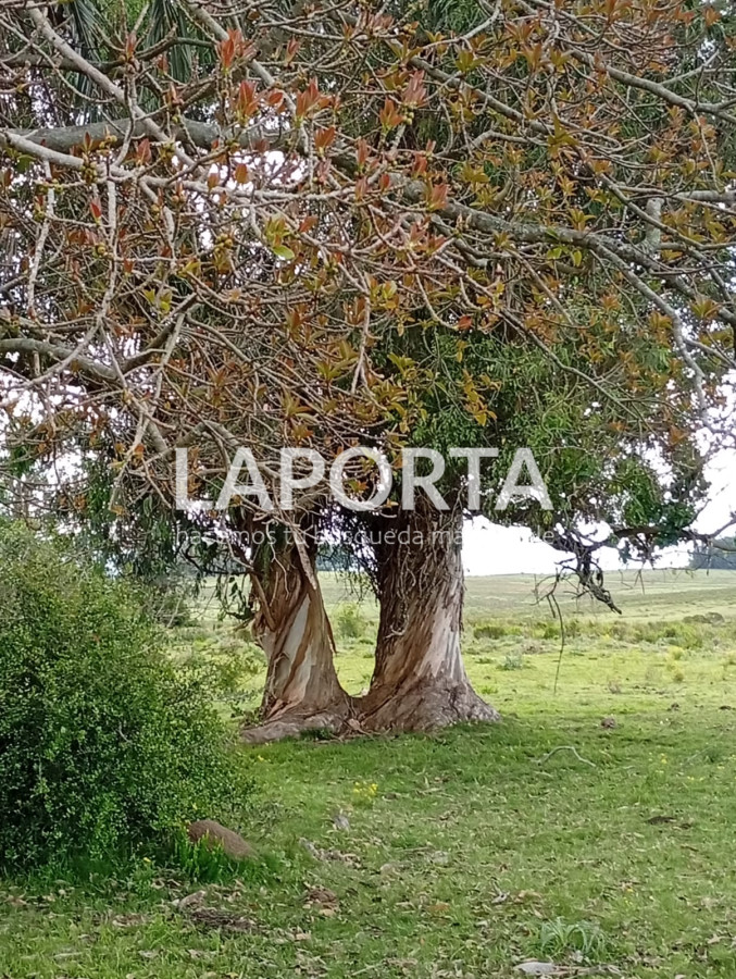 Campo Ref.647/Campo-ganadero-en-Rocha:-¡Inversión-exclusiva-cerca-de-Pueblo-Garzón! - Campo ganadero en Rocha: ¡Inversión exclusiva cerca de Pueblo Garzón!