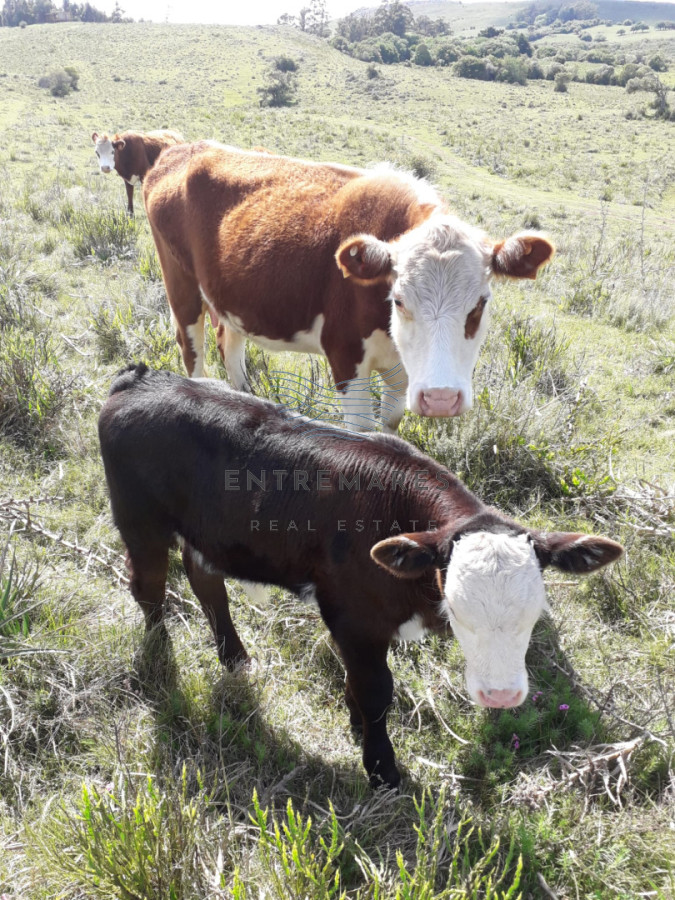 Chacra ID.525 - Chacra en venta en Ruta 60 Lavalleja