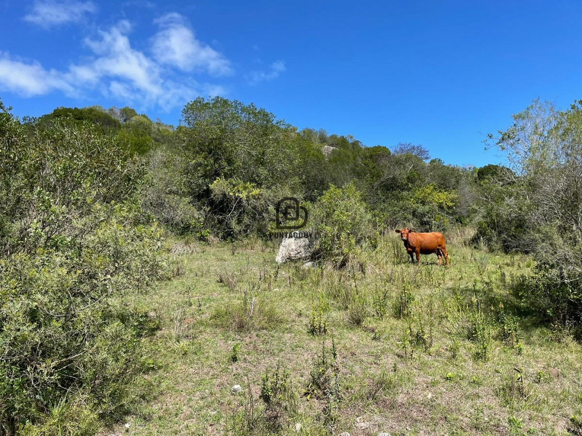 Campo Ref.264 - Venta campo