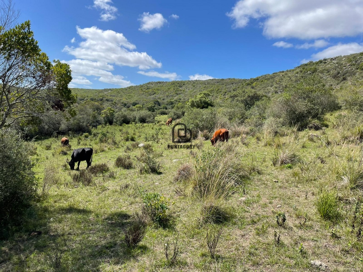 Campo Ref.264 - Venta campo