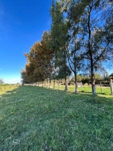 Chacra de 7ha en con Casa, en Venta, San Carlos