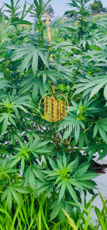 Campo Ref.160 - Campo agícola 160 ha en venta, Canelones