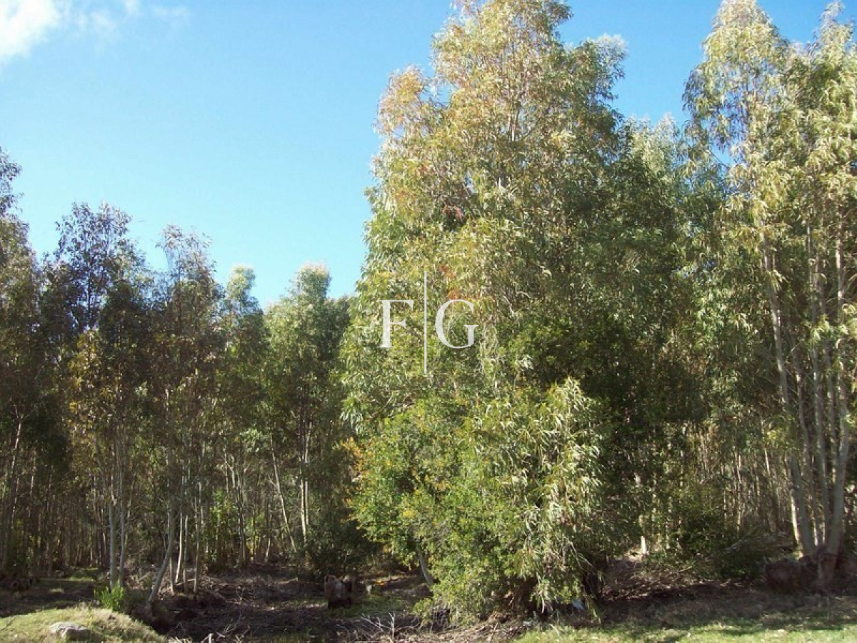 Chacra ID.722 - 