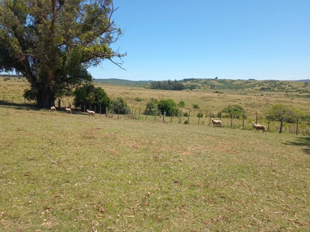 Campo Ref.1590 - 740 hectareas Sierra de Carapé con casa 4 dormitorios