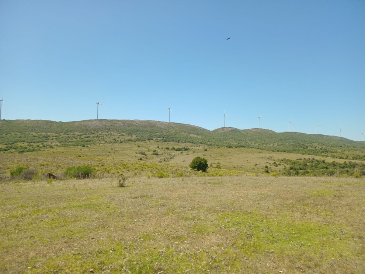 Campo Ref.1590 - 740 hectareas Sierra de Carapé con casa 4 dormitorios