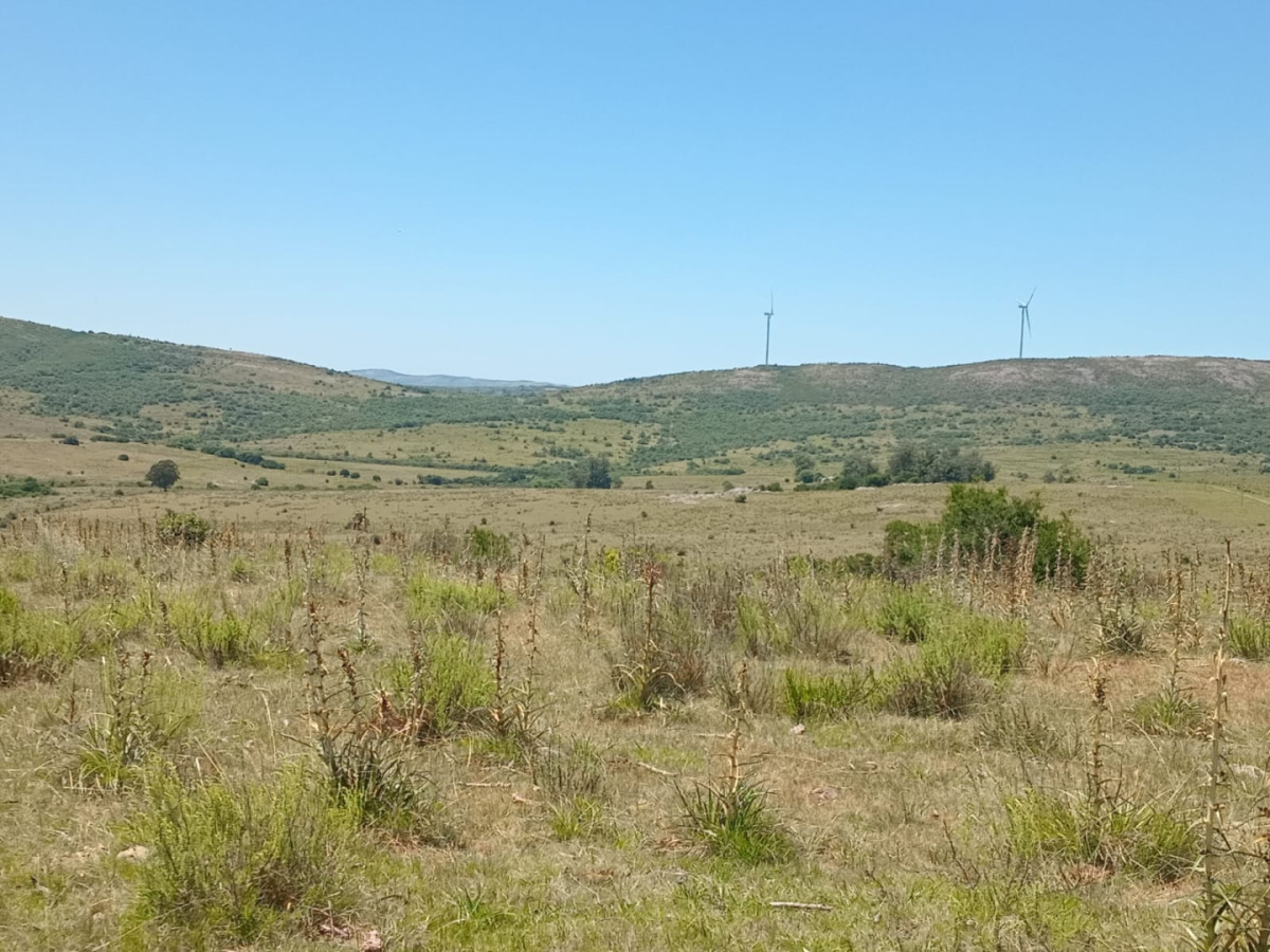 Campo Ref.1590 - 740 hectareas Sierra de Carapé con casa 4 dormitorios