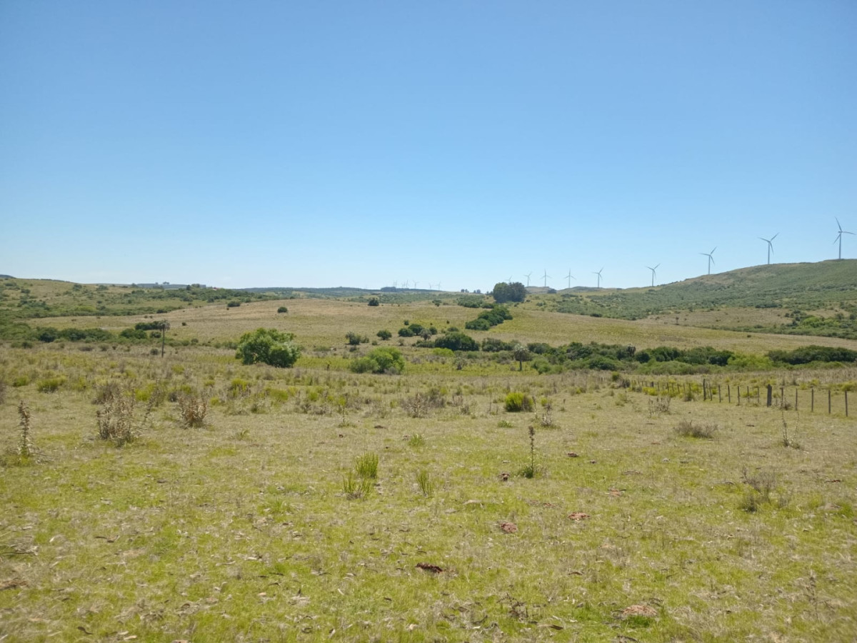 Campo Ref.1590 - 740 hectareas Sierra de Carapé con casa 4 dormitorios