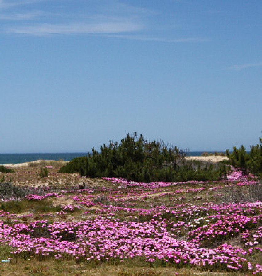 Terreno ID.2046 - Dunas José Ignacio