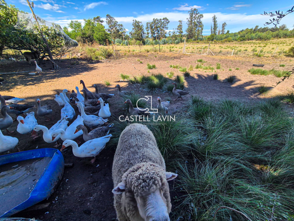 Chacra ID.1021 - Venta Chacra 4 Dormitorios en Camino de los Ceibos San Carlos Maldonado