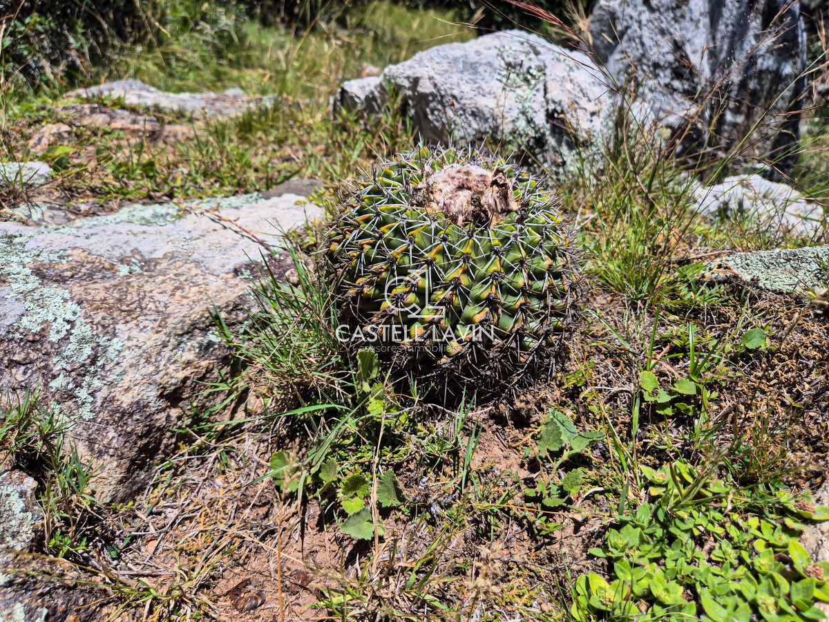 Chacra ID.148 - Venta Chacra 7 Hectáreas con Arroyo Corte de la Leña Maldonado