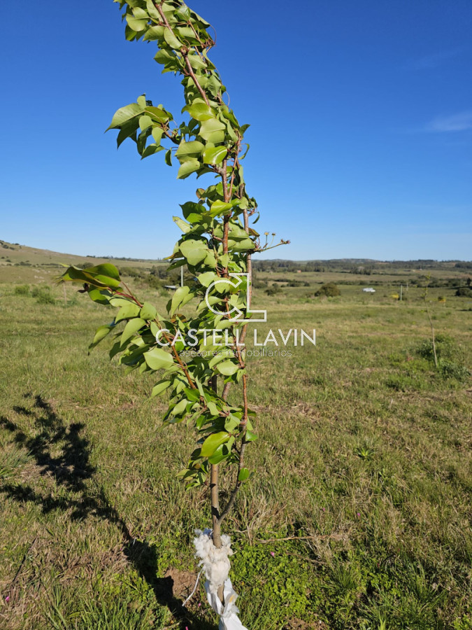 Chacra ID.1090 - Chacra de 5 hectáreas en Pan de azucar con indice de productivo superior a los 115  