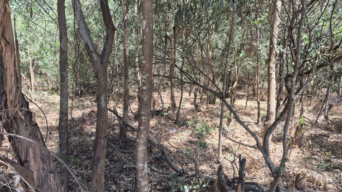 Venta Terreno en Sauce de Portezuelo Punta Ballena