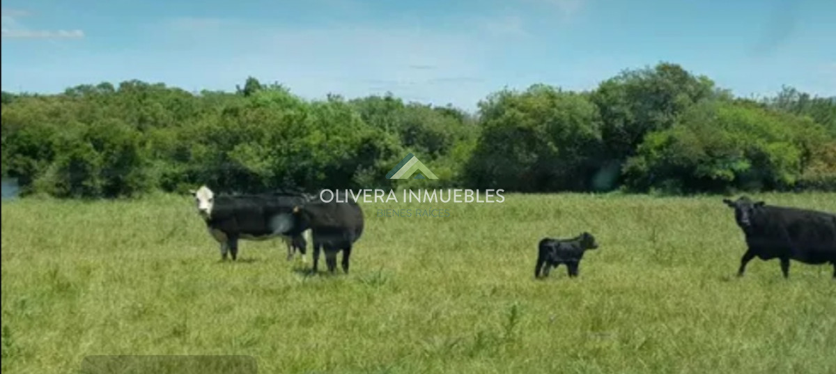 Chacra ID.5813 - Chacra de 7,5 has. Ruta 39.