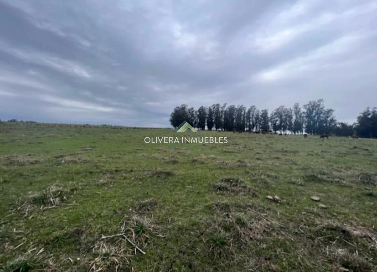 Campo Ref.11848 - Campo con cañada , monte eucaliptus , tajamar , casa 