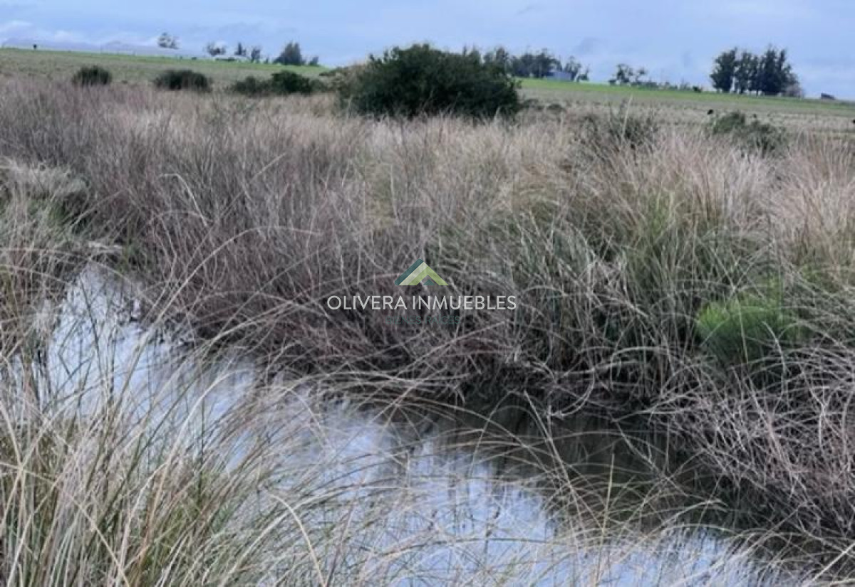 Campo Ref.11848 - Campo con cañada , monte eucaliptus , tajamar , casa 